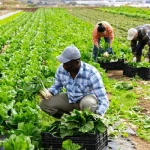 PureMix Redefining Farming in Africa