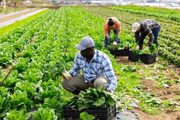 PureMix Redefining Farming in Africa